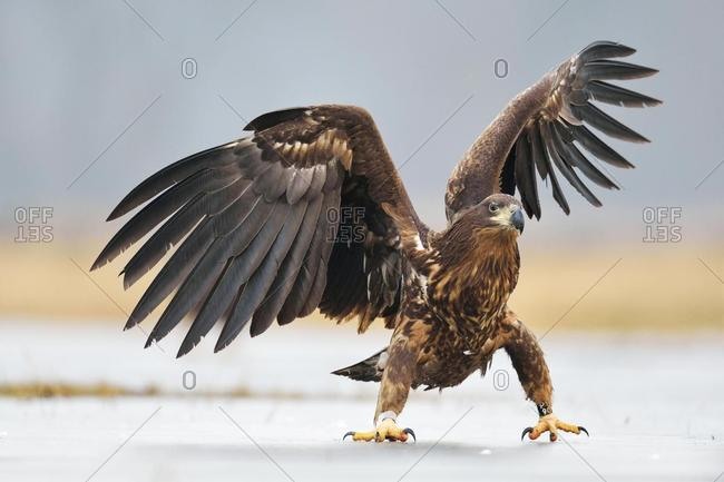 Young White-tailed Eagle (Haliaeetus albicilla), flapping its wings, Voivodeship, Poland, Europe
