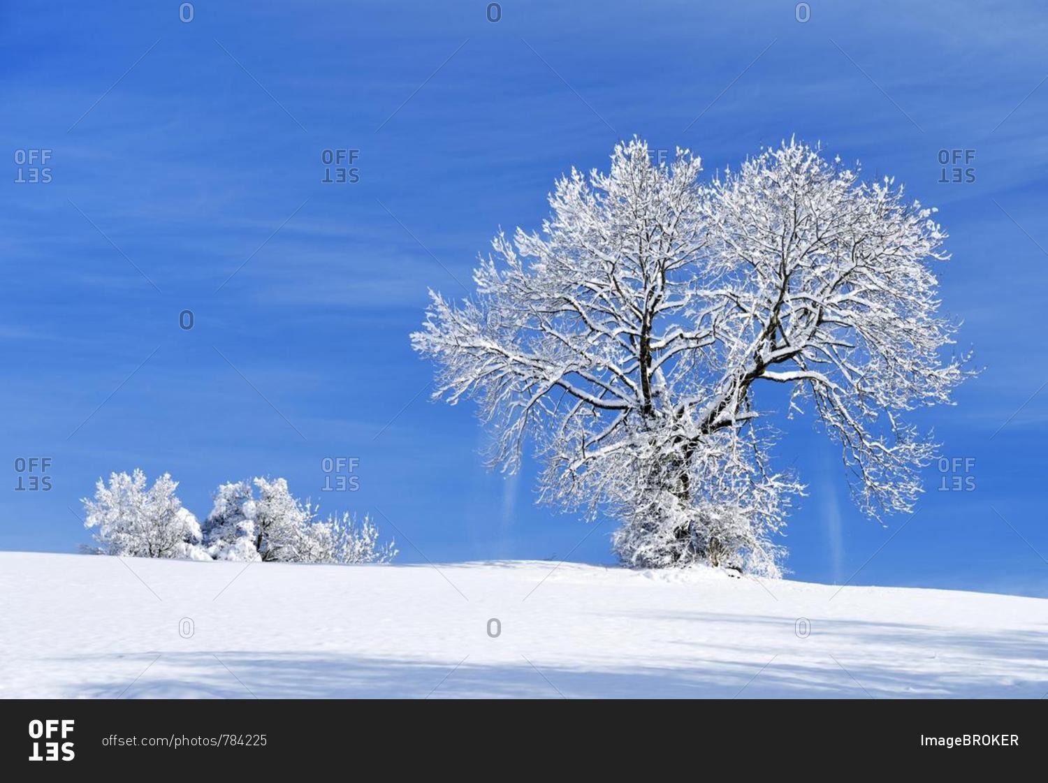 Landscape with snow-covered trees, Zugerberg, Canton of Zug, Switzerland, Europe