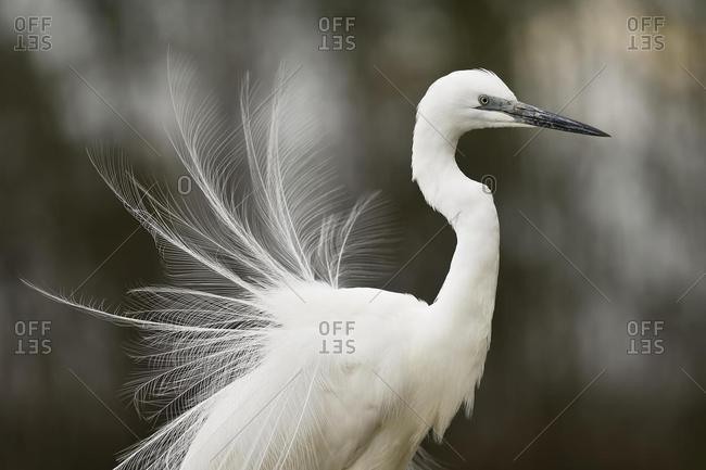 Great egret (Ardea alba), with mounted feathers, Kiskunsag National Park, Hungary, Europe