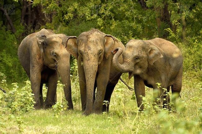 Sri Lankan elephants (Elephas maximus maximus), Minneriya National Park, Northern Central Province, Sri Lanka, Asia
