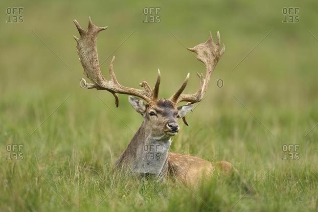 Fallow deer (Dama dama), lies on grass, Jaegersborg Deer Park, Denmark, Europe