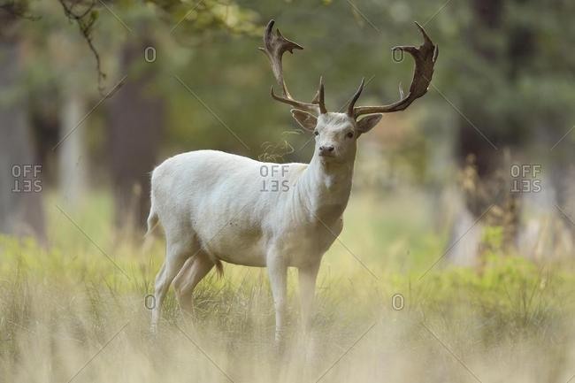Fallow deer (Dama dama), with white fur, Jaegersborg Deer Park, Denmark, Europe