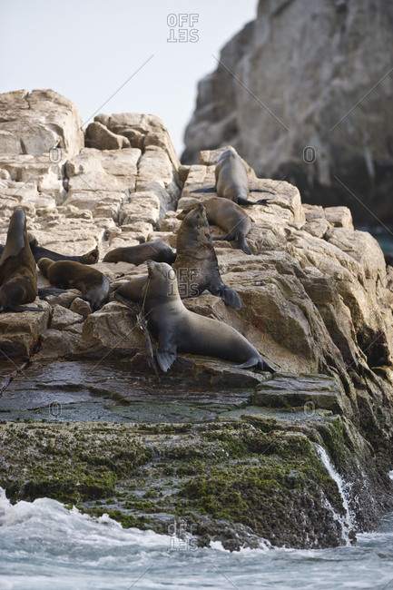 Colony of seals sunbathing on a large rock.