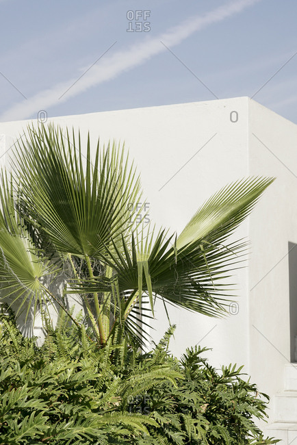 Green tropical leafy plant bunch