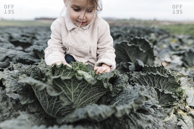 Girl sitting in a cabbage field