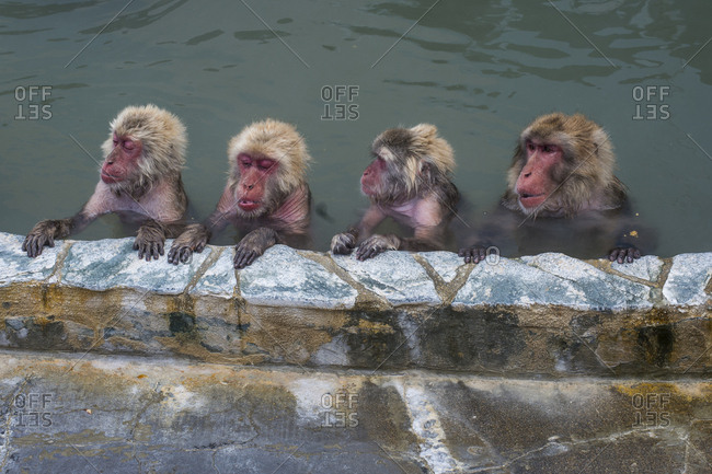 Hokkaido- Hakodate- red-faced makak in water