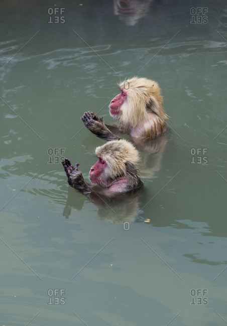 Hokkaido- Hakodate- red-faced makaks in water