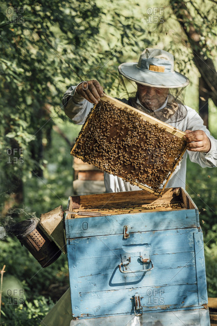 Russland- Beekeeper checking frame with honeybees