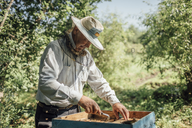 Russland- Beekeeper checking frame with honeybees