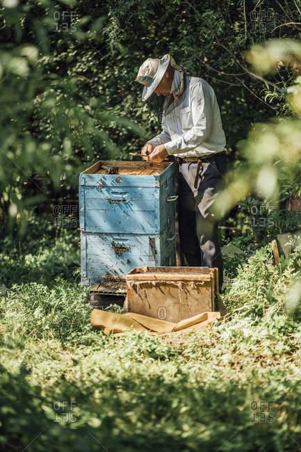 Russland- Beekeeper checking beehive