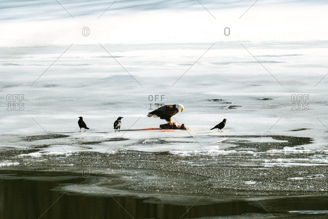 Eagle and crows surround dead animal on ice