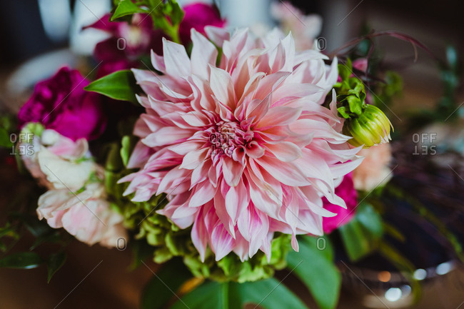 Close-up of pink dahlias in bridal bouquet