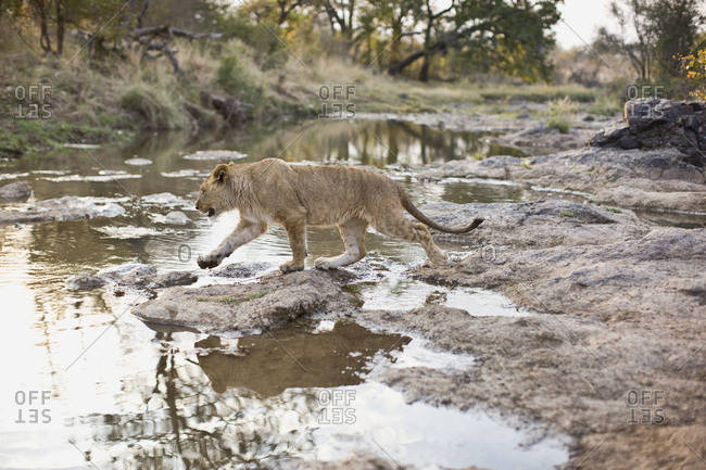 Lion walking toward a pond.