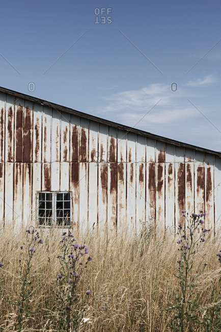 Reed Grass Stock Photos Offset