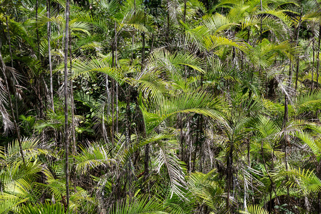 Lush foliage in Manuel Antonio National Park, Costa Rica