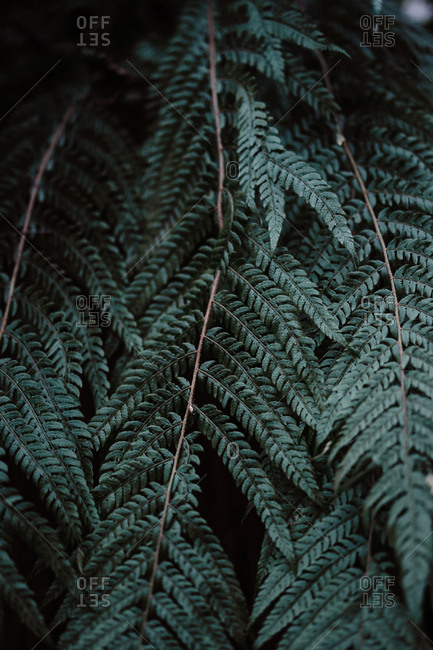 Dark leaves of wonderful fern growing in amazing forest in Spain