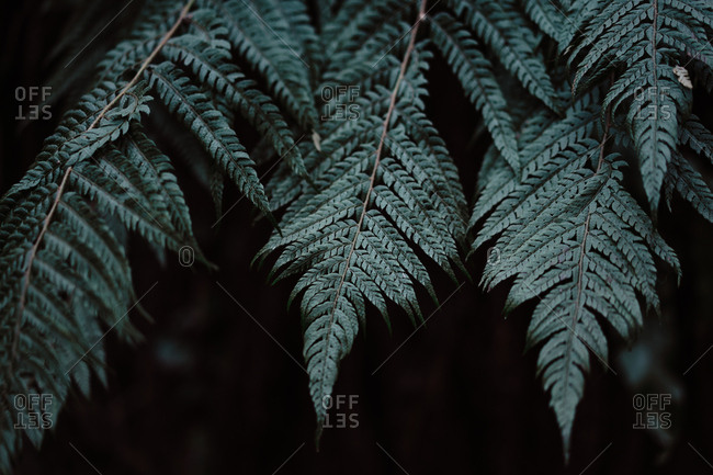 Dark leaves of wonderful fern growing in amazing forest in Spain