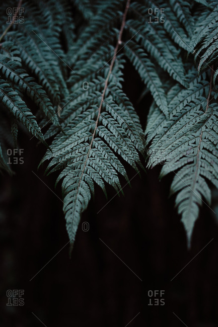 Dark leaves of wonderful fern growing in amazing forest in Spain