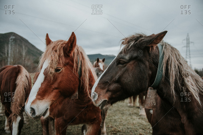 Beautiful horses pasturing on field between trees near hills and cloudy sky in Pyrenees