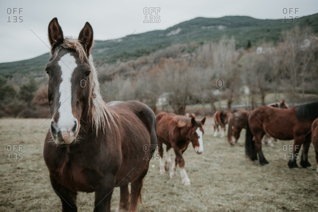 Beautiful horses pasturing on field between trees near hills and cloudy sky in Pyrenees