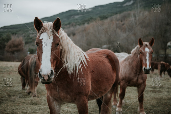Beautiful horses pasturing on field between trees near hills and cloudy sky in Pyrenees