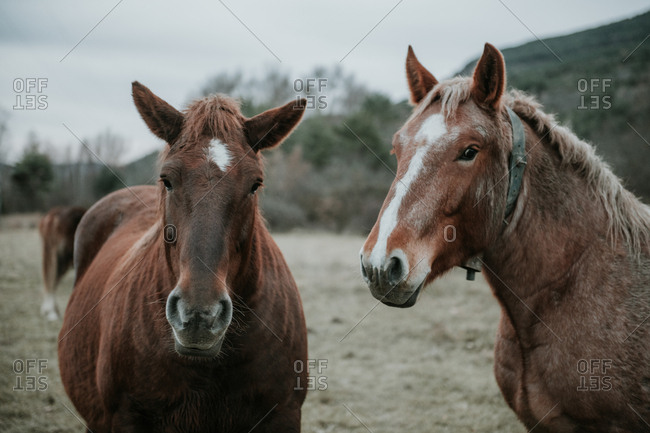 Beautiful horses pasturing on field between trees near hills and cloudy sky in Pyrenees