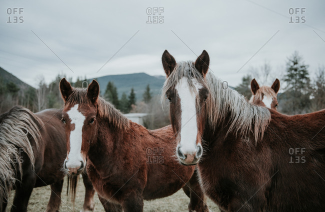 Beautiful horses pasturing on field between trees near hills and cloudy sky in Pyrenees