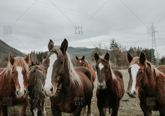 Beautiful horses pasturing on field between trees near hills and cloudy sky in Pyrenees