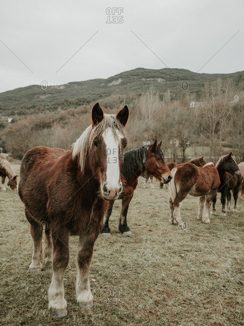 Beautiful horses pasturing on field between trees near hills and cloudy sky in Pyrenees