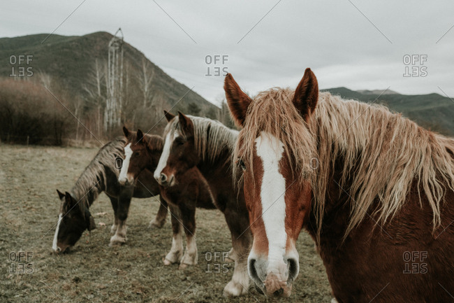 Beautiful horses pasturing on field between trees near hills and cloudy sky in Pyrenees