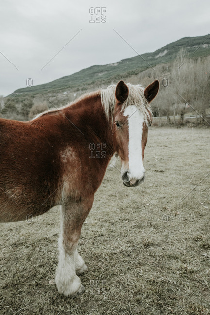 Beautiful horses pasturing on field between trees near hills and cloudy sky in Pyrenees