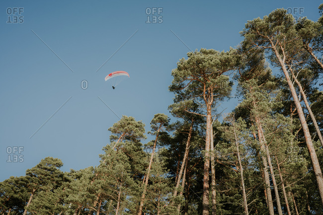 From below human flying on parachute in blue sky near top of coniferous woods in sunny day in Klaipeda, Lithuania