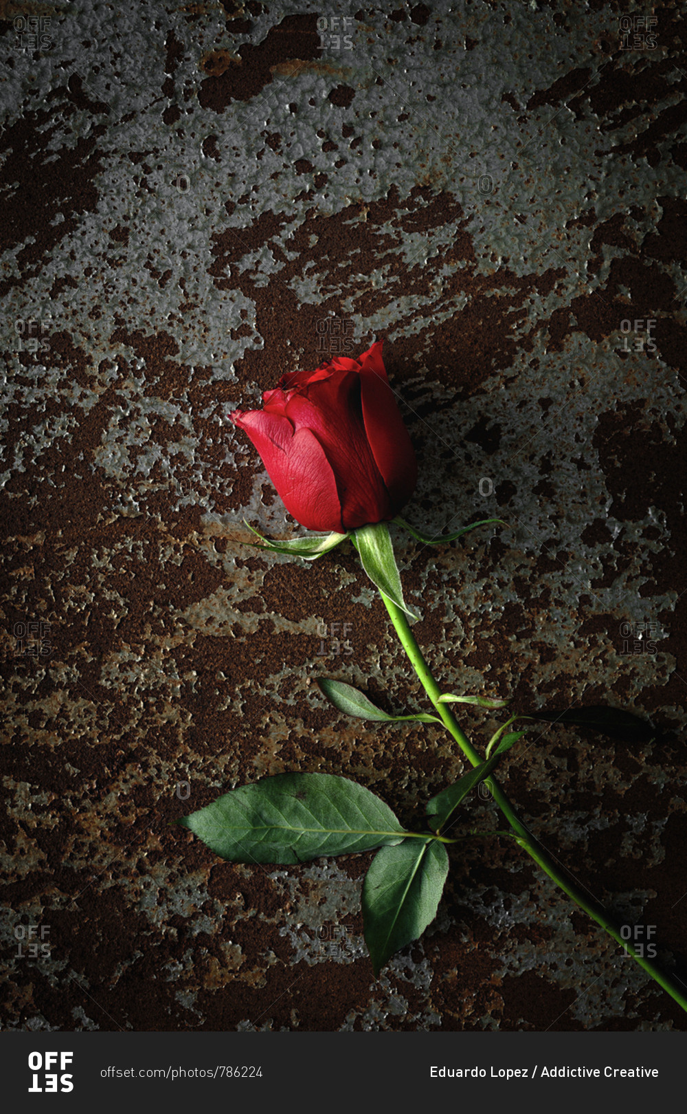 red roses with dark background. Valentine's Day. Love