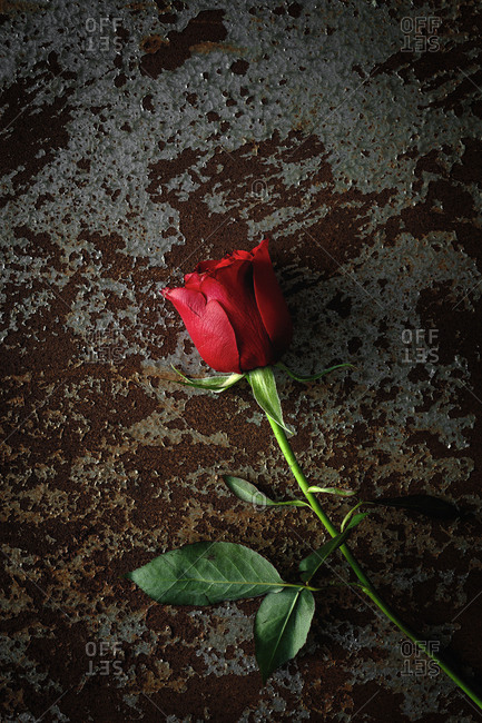 red roses with dark background. Valentine\'s Day. Love