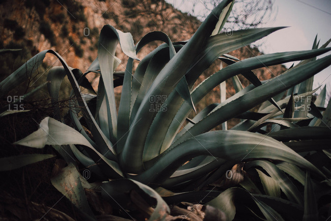 Big verdant foliage of plant near mountains in Chefchaouen, Morocco