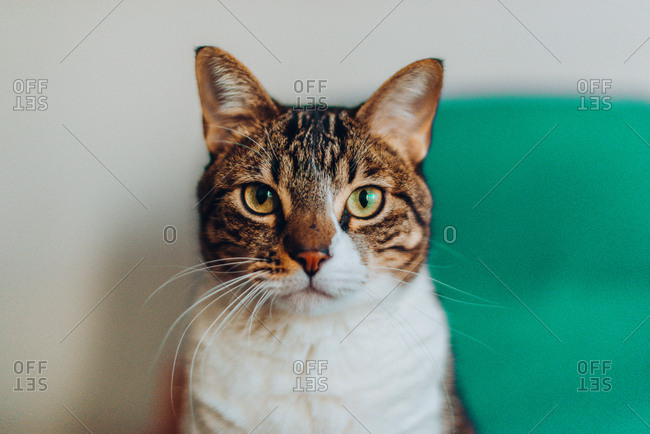 Domestic beautiful cat looking at camera on blurred background