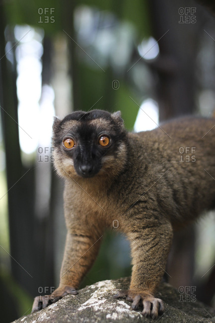 Funny lemur looking at camera