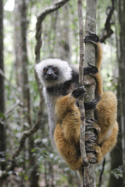Funny sifakas on jungle ground