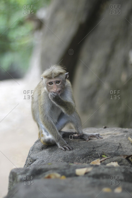 Funny macaque looking at camera