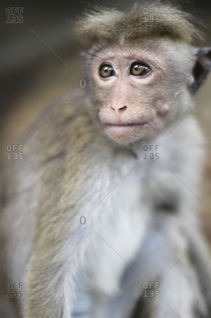Funny macaque looking away