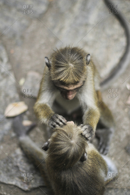 Two cute macaques searching for insects in fur of each other while sitting on stones in Sri Lanka