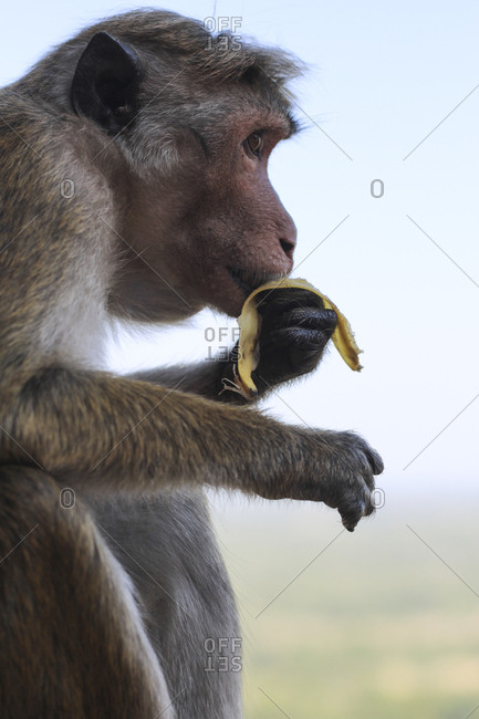 Macaque eating banana