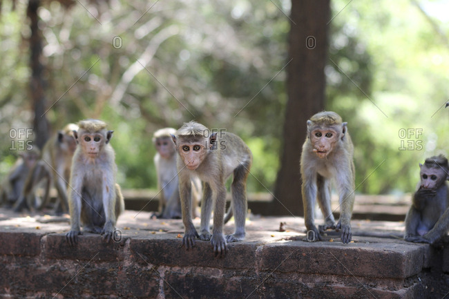 Funny macaques looking at camera