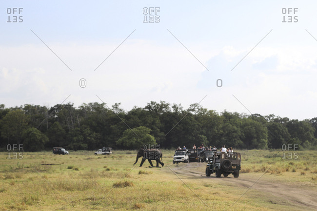 Elephant walking on nature
