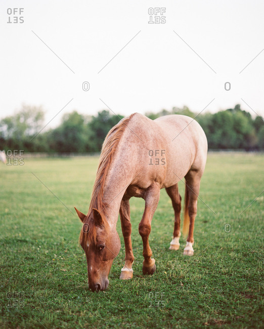 Horse grazing in field