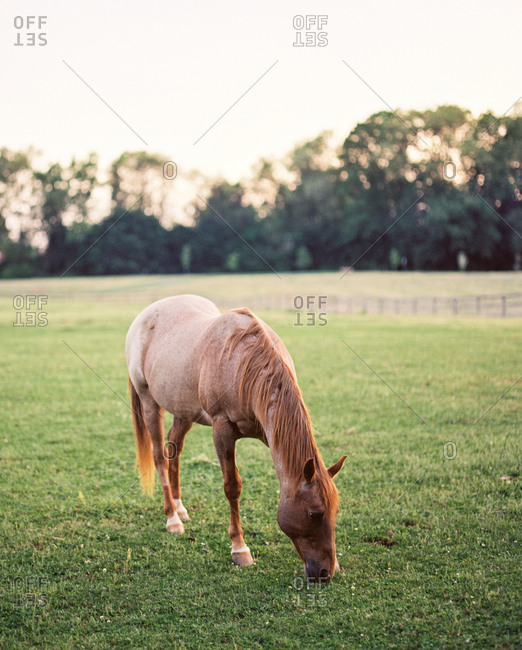 Brown horse grazing in field