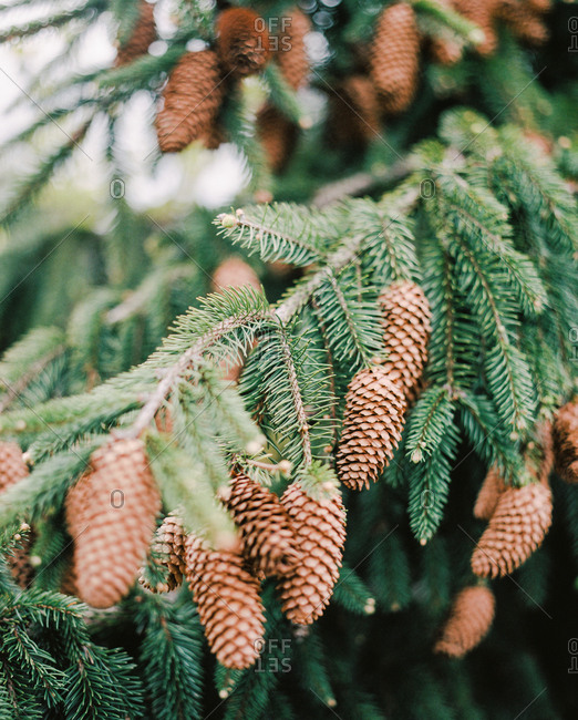Cluster of pinecones growing on a tree