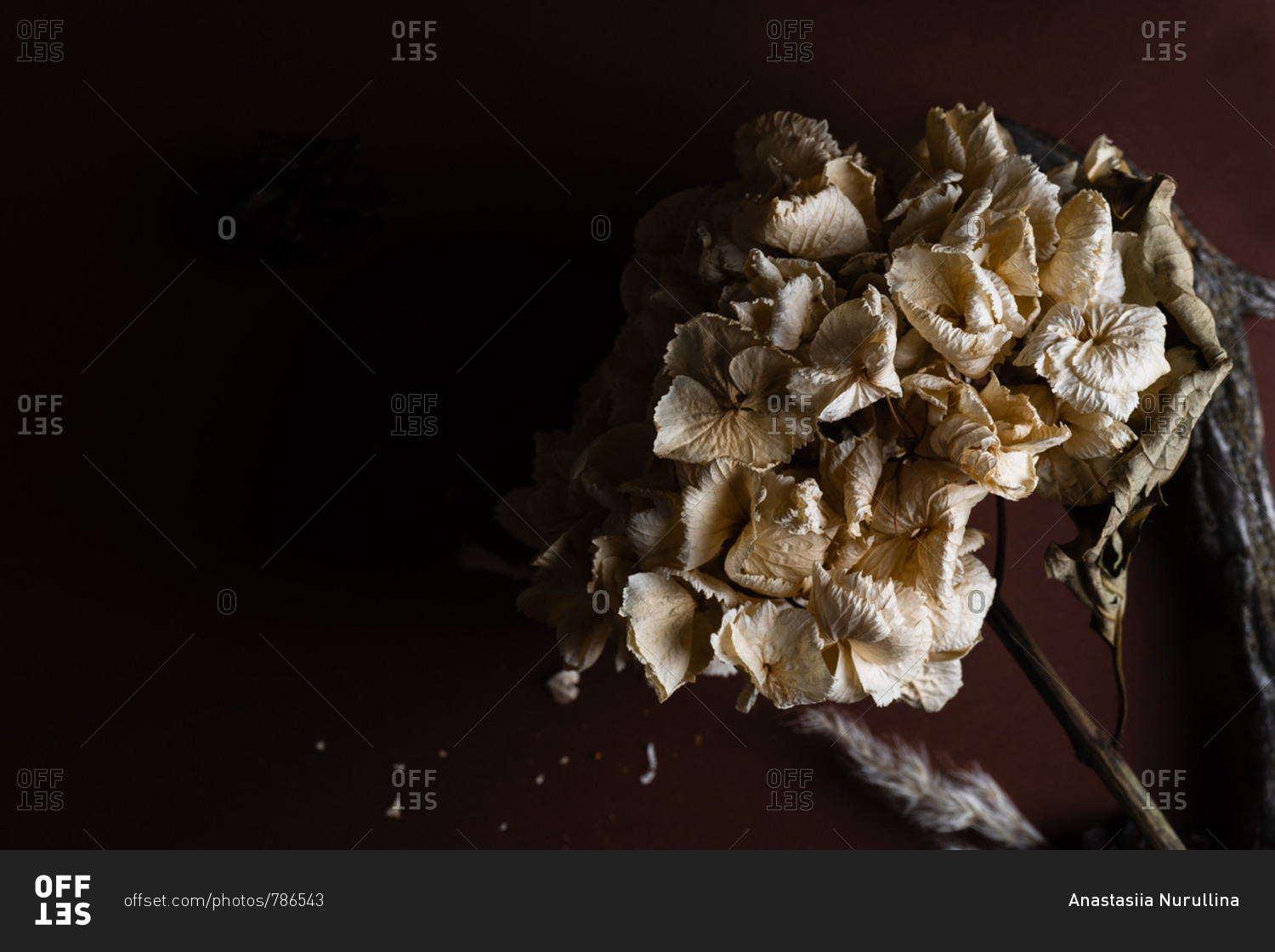 Macro image of dried hydrangea flower