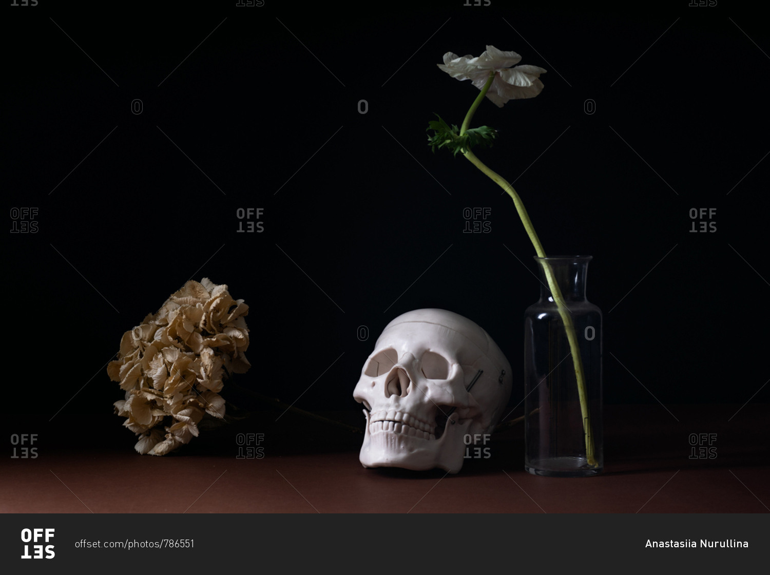 Human skull model and dried hydrangea