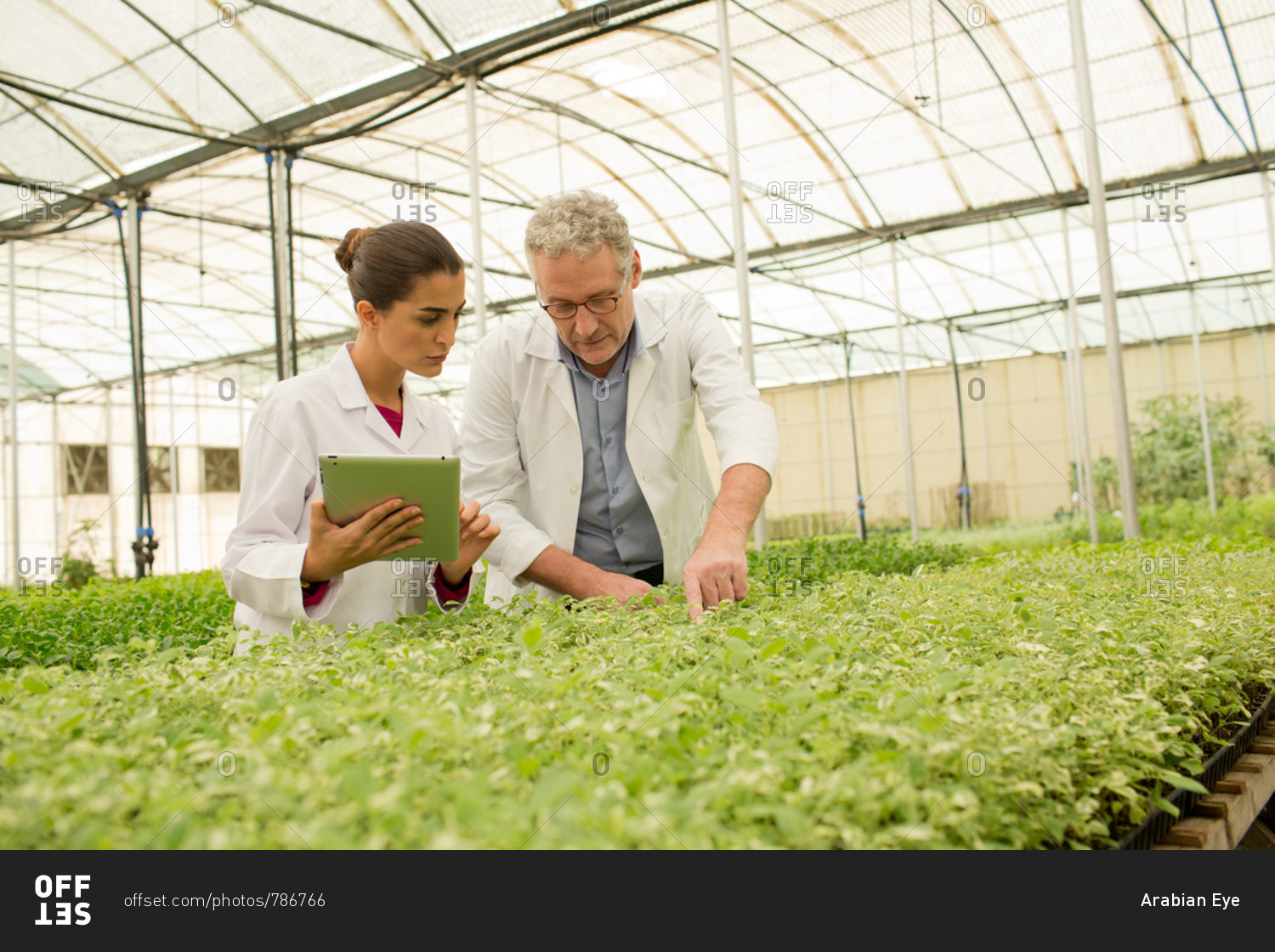 Botanists analyzing plants at greenhouse.